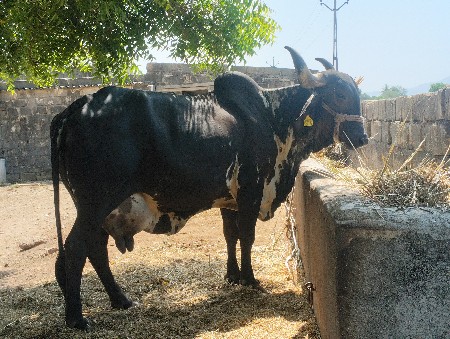 કાવલી