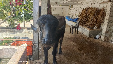 પાડો વેચવાનો છે જાફરાબાદી