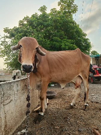 ગીર ગાય વેસવા ની છે
