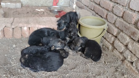 જર્મન શેફર ડબલ કોટ પપ્પી