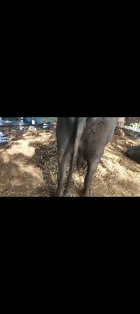 ભેસ‌ વેચવાની છે