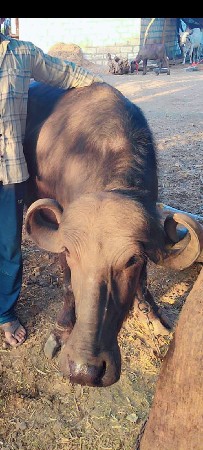 ખડેલું વેચવા નું છે