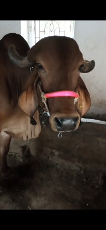 6 મહીનાની ગાભન છે