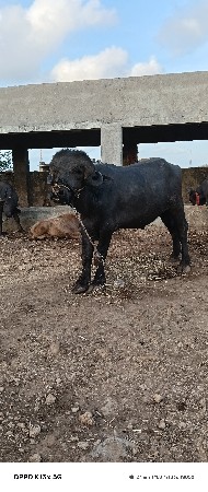 પાડો વેચવાનો છે