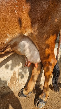 ગાય