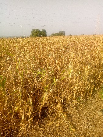 જુવાર