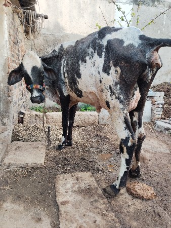 જર્સી ગાય વેચવાની