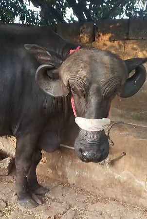 આ બીજા વેતરની ભેંસ વેચવાની છે