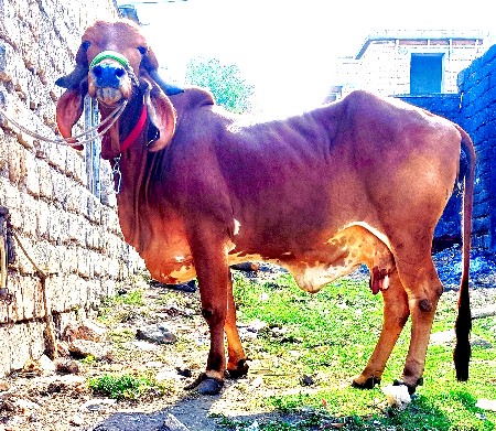 ગીર ગાય વેચવાની છે