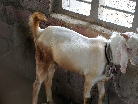 બકરો ગુલાબી વેચવાનો છે
