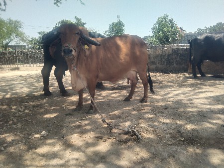 15-20- દિવસની કાશી હૈ ત્રીજું વેતર