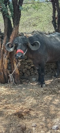 ભેંસ