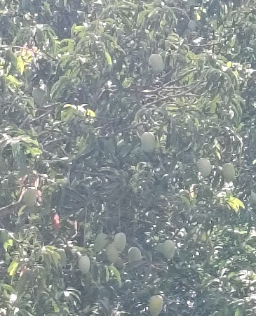 મોરી હર્ષિલ