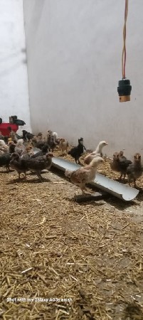 દેશી સોનાલી ના બચ્ચા
