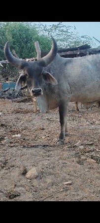 ઓરિજનલ. કાંકરેજ. વેચવાની છે