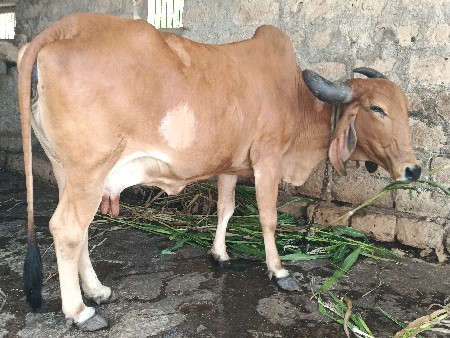દેસી ગાય વેચવાની છે