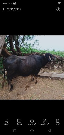 ભેંસ વેચવાની છે