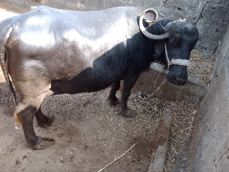 ૩ વેતર ની ભેંસ વેચવાની છે