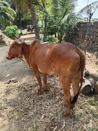 વાસરડી ના સાડા કરવાના છૈ સામે