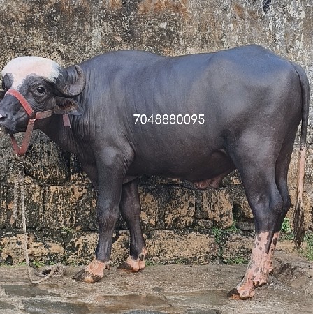 Bhagro Pado