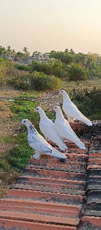 kabutar