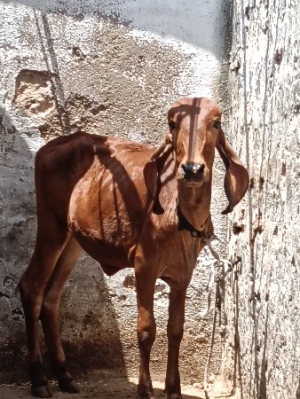 ગીર વાછડી વેચવાની છે