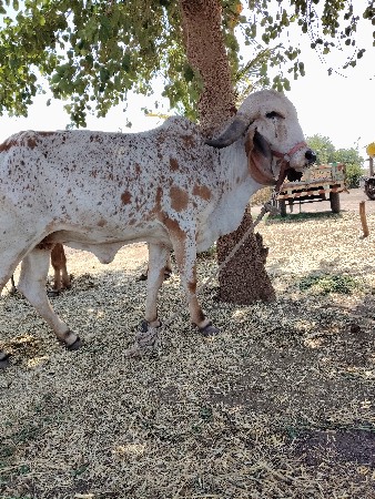 gir odki Kabri