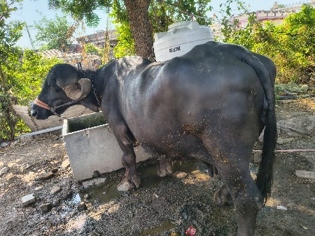 3 વેતર છે 15 દિવસ નિ વાર છે