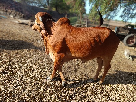 hodki vechavani se