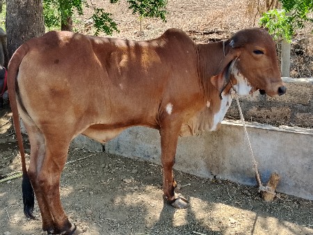 દોઢ વરસની વાંસળી વેચવાની છે