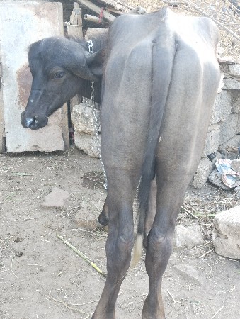 પાડો વેચવાનો છે