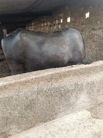 ભેંસ વેચવાની છે
