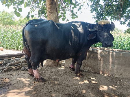 ભેંસ વેચવાની છે