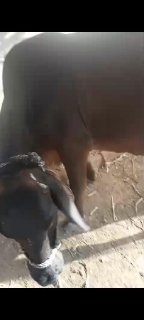 વેતર 2.    8. દિવસ નિવીહાણેલ