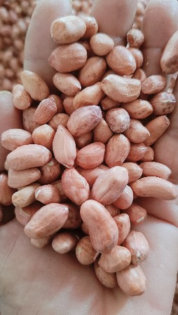 39 મગફળી નુ દાણા આપવાના છે
