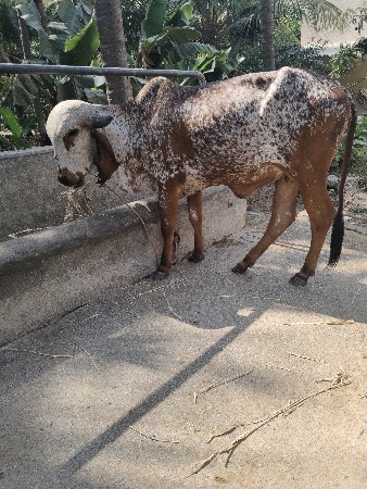 gir kabri vasdi 2 varas ni