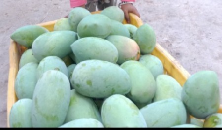 કેસર કેરી