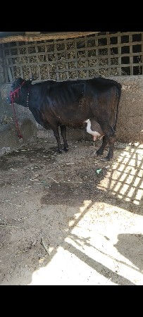 ગાયવેસવાની છે ૩જુવેતર તનદીવસનીકસી