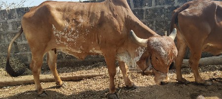 ઓરીજનલ ગીત હોડકી વેચવાની છે
