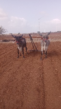 ચાર ચાર દાતે