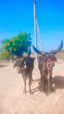 22,000 કિંમત