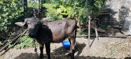 પાડો વેચવાનો શે