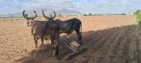 બળદ.  વેશવા  ના છે