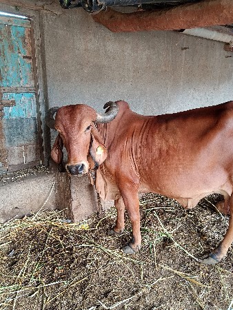 ગીર ગાય વેચવાની છે