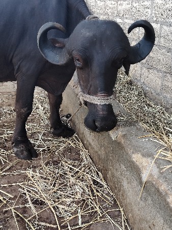ભેંશ વેચવાની છે