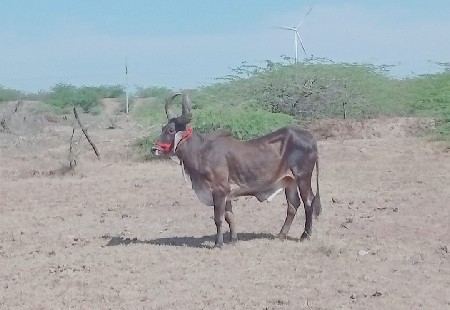બળદ