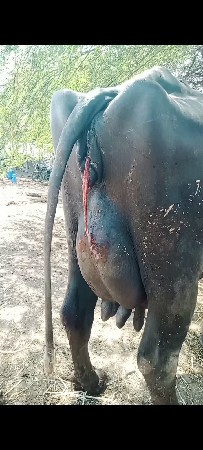 3 વેતર