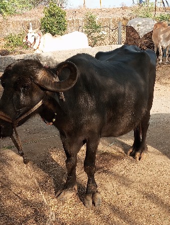 આ ભેંસ વેચવાની છે