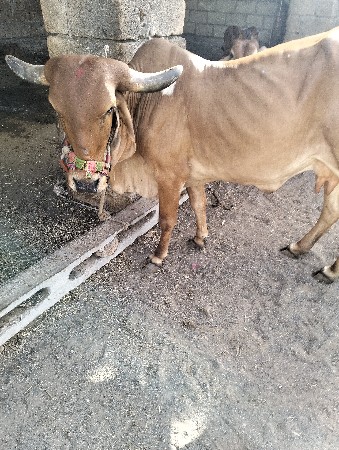 ગાય વેચવાની છે