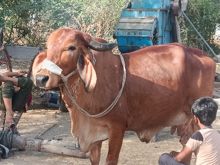 ગાય વેચવાની છે